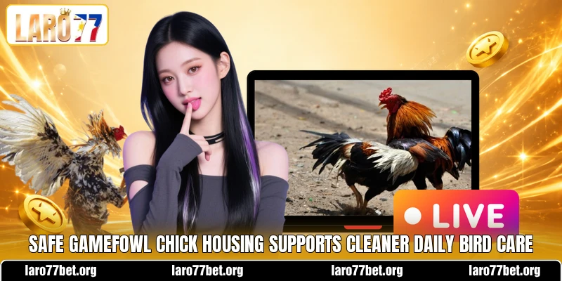 Safe chick housing keeps heat and supplies balanced Safe chick housing keeps heat and supplies balanced