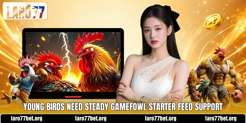 Young birds need steady gamefowl starter feed support Young birds need steady gamefowl starter feed support
